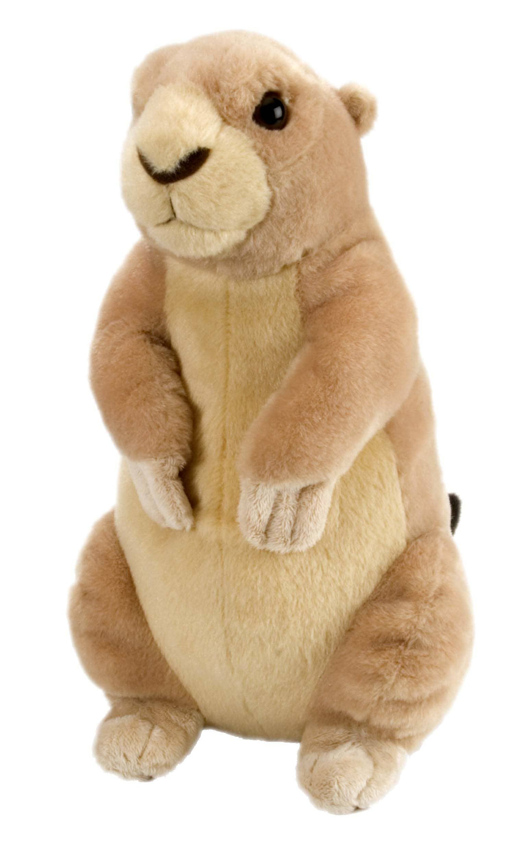 Prairie Dog - 12