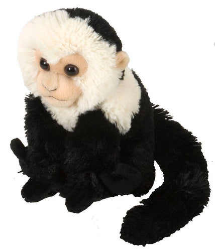 Capuchin - 8
